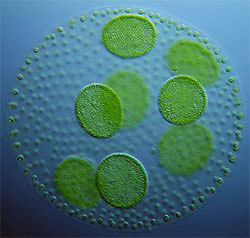 Algae (photo courtesy of the University of California-San Diego)