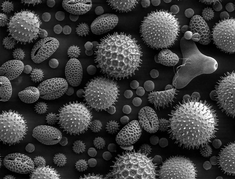 pollen_grains_nise