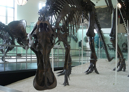 American Museum of Natural History by Ricardo Martins (Flickr Commons)