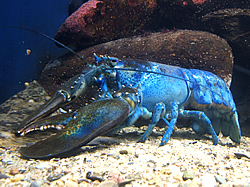Blue Lobster (Wikimedia Commons)