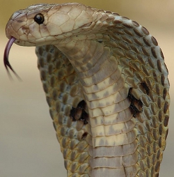 Indian Spotted Cobra