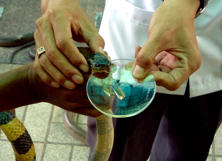 Milking a Snake for Venom