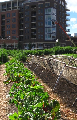 A City Garden in Chicago