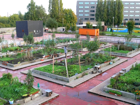 An Urban Rooftop Garden