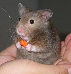 Surprised Hamster