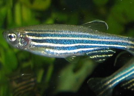 Zebrafish