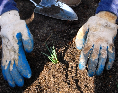 Planting