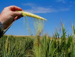 drought corn