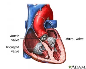 heart valve diagram