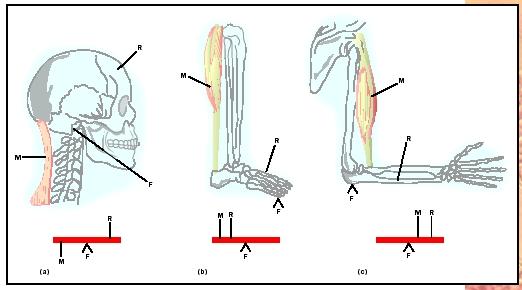 lever-human-12