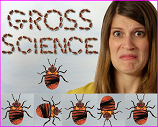 Gross Science Show bugs