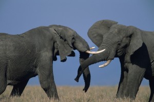 Two African elephants (Loxodonta africana), duelling, Kenya