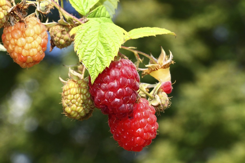 raspberries on the fine