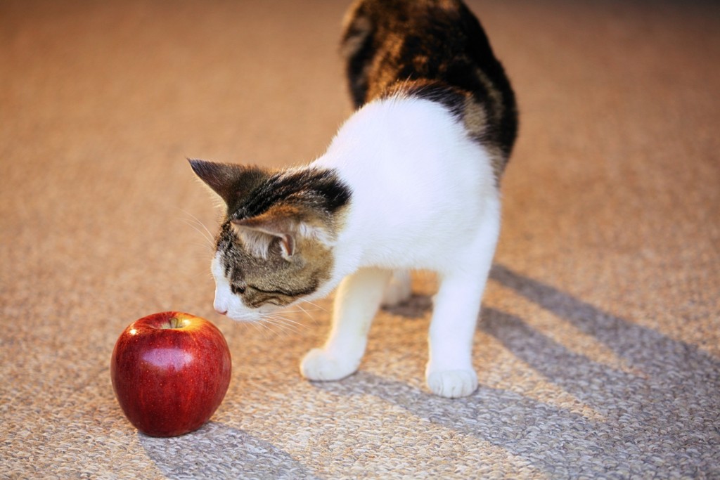 cat sniffing apple