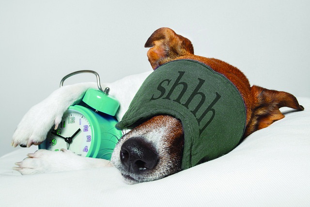 dog sleeping with alarm