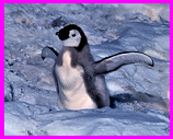 penguin chick flapping
