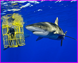 shark cage with diver and shark