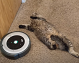 Roomba and lazy cat